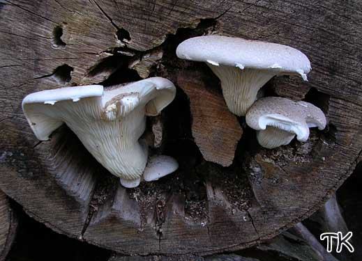 Pleurotus dryinus - Berindeter Seitling