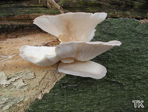 Pleurotus pulmonarius - Lungenseitling