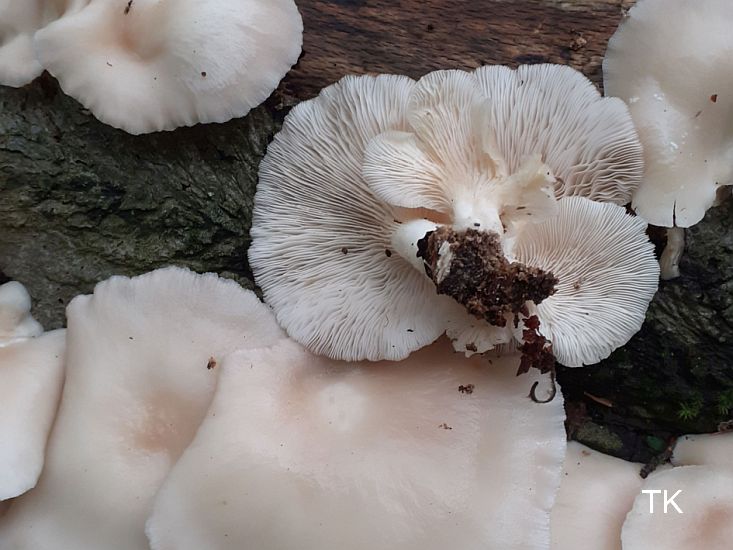 Pleurotus pulmonarius