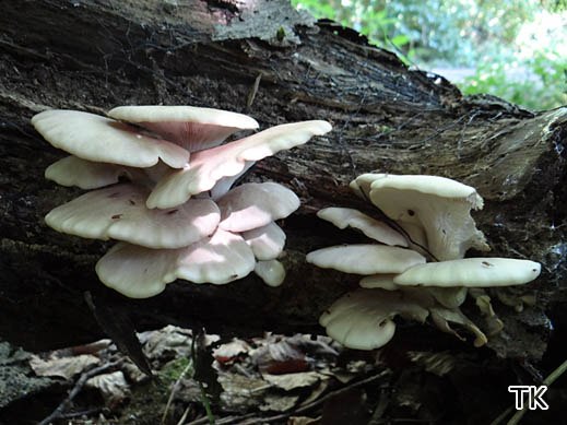 Pleurotus ostreatus - Austernseitling