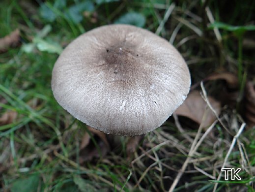 Pluteus ephebeus - Flaumiger Dachpilz