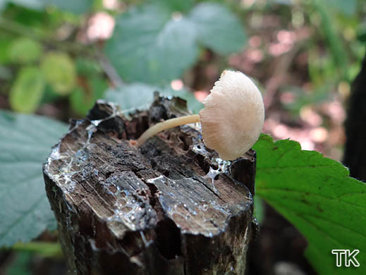 Pluteus exiguus - Kleinster Dachpilz