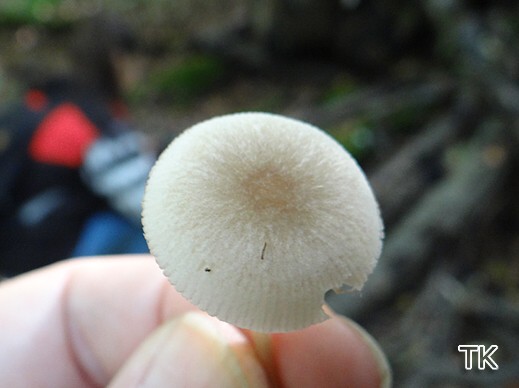 Pluteus semibulbosus - Geriefter Dachpilz