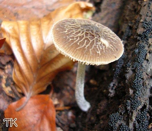 Pluteus thomsonii - Graustieliger Aderndachpilz