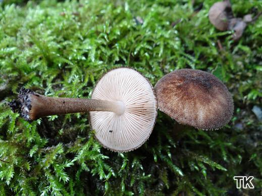 Pluteus umbrosus - Schwarzflockiger Dachpilz