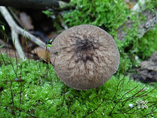 Pluteus umbrosus - Schwarzflockiger Dachpilz