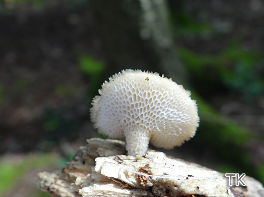 Polyporus alveolaris - Waben-Porling