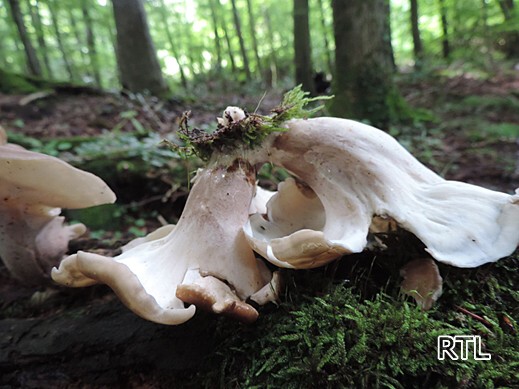 Polyporus badius - Schwarzroter Stielporling