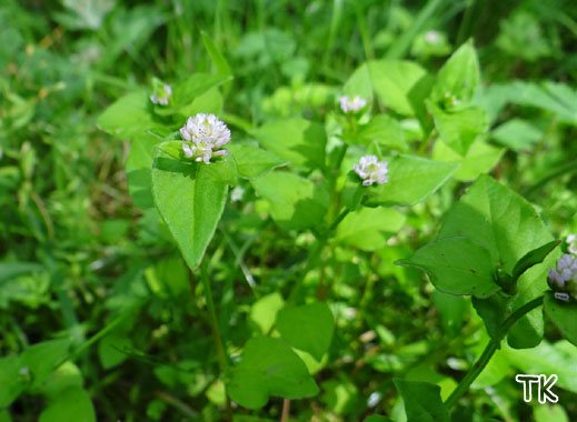 Polygonum nepalense