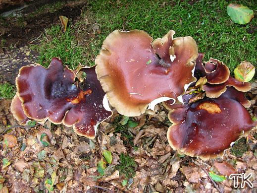 Polyporus badius