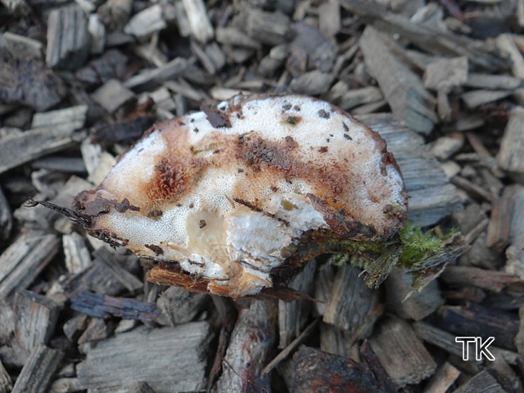 Braunfleckender Saftporling (Postia fragilis)