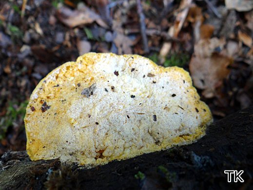 Protocrea pallida