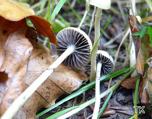 Protostropharia semiglobata - Halbkugeliger Träuschling