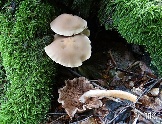 Psathyrella spadicea - Schokoladenbrauner Mürbling