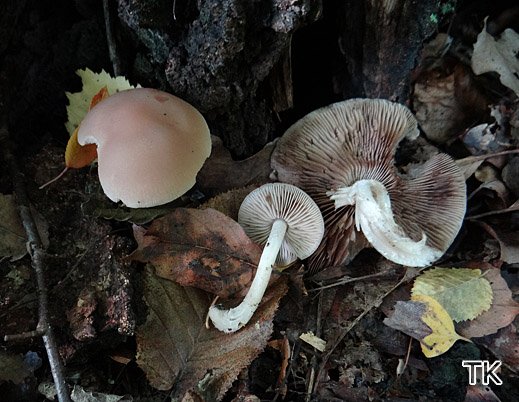 Psathyrella spadicea - Schokoladenbrauner Mürbling