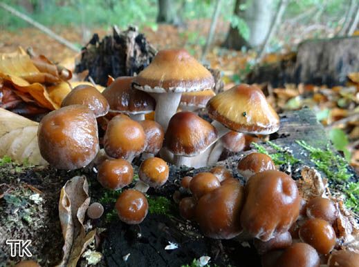 Psathyrella cf. piluliformis - Weißstieliges Stockschwämmchen