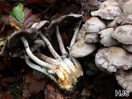 Psathyrella cotonea - Langstieliger Faserling