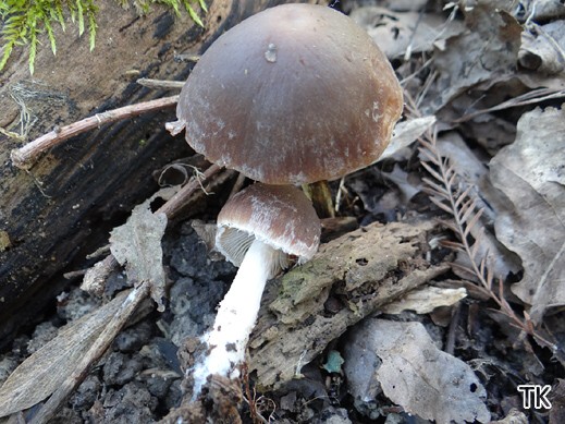 Psathyrella spadiceogrisea - Schmalblättriger Faserling