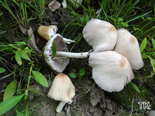 Psathyrella candolleana - Behangener Faserling