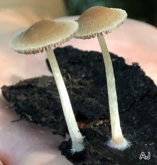 Psathyrella olympiana - Kristallzystiden-Mürbling