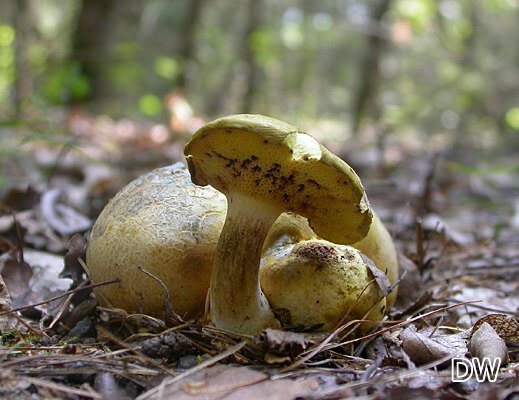Pseudoboletus parasiticus - Schmarotzerröhrling