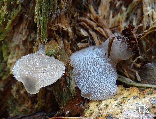 Pseudohydnum gelatinosum - Zitterzahn