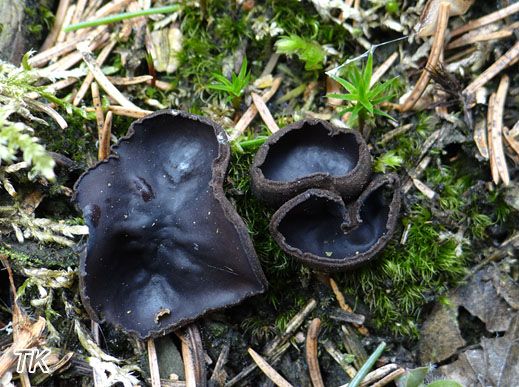 Ungestielter Schwarzborstling (Pseudoplectania nigrella)