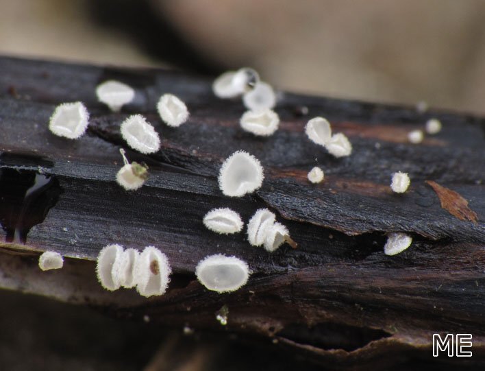 Schachtelhalm-Wollbecherchen (Psilachnum inquilinum)