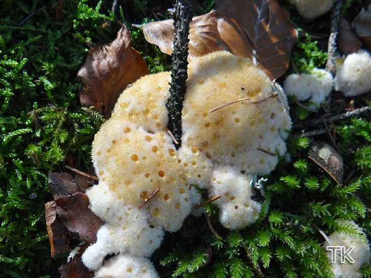 Weißer Polsterpilz (Ptychogaster albus)