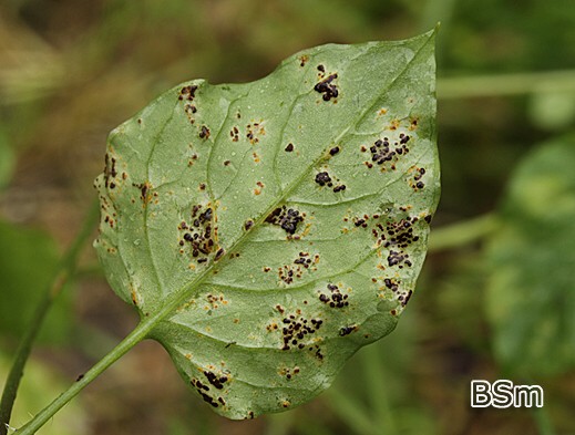 Puccinia arenariae - Rostpilz auf Myosoton aquaticum