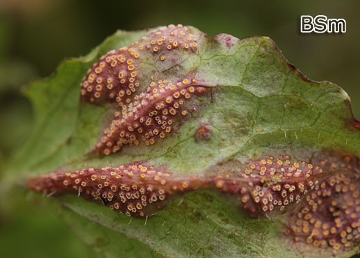 Puccinia lapsanae - Rost an Lapsana communis