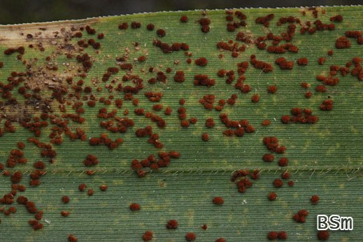 Foto 7: Puccinia deutziae - Rost auf Bambus