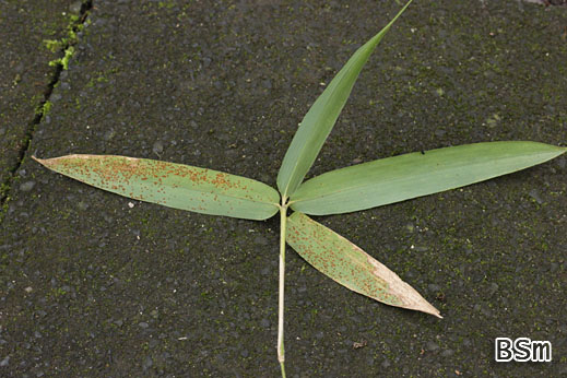 Puccinia deutziae - Rost auf Bambus