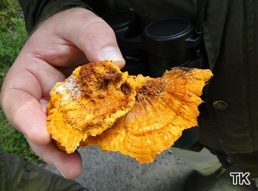Leuchtender Weichporling (Pycnoporellus fulgens)
