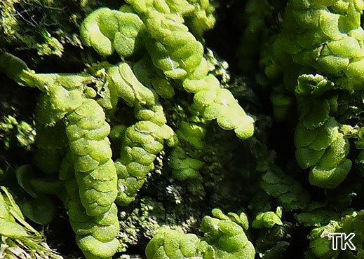 Radula complanata - Gewöhnliches Kratzmoos