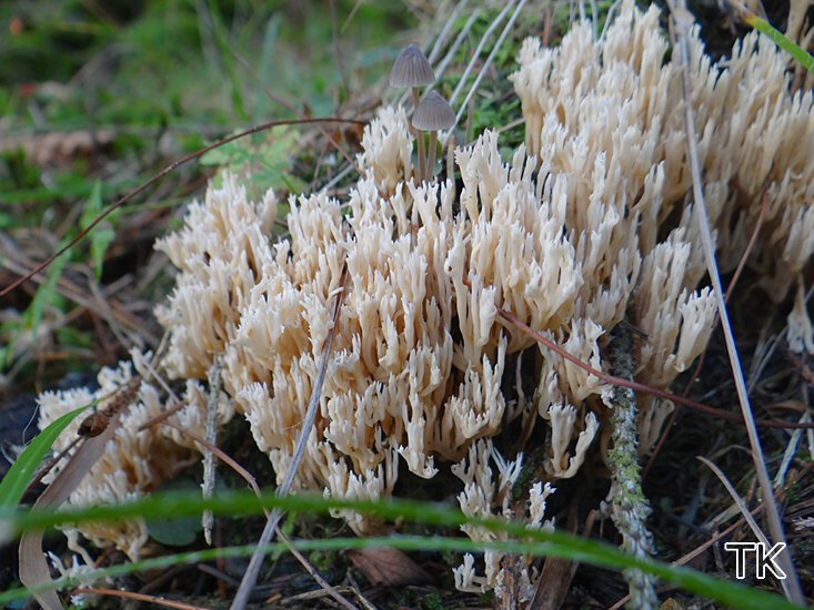 Zierliche Koralle (Ramaria gracilis)
