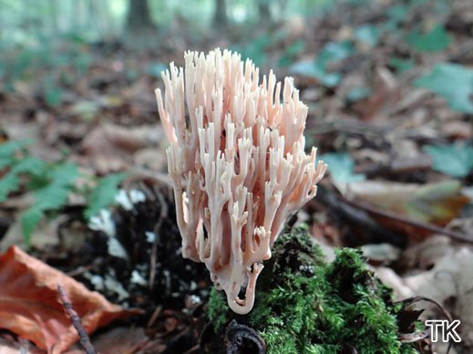 Ramaria stricta - Steife Koralle