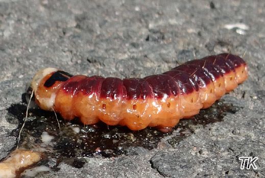 cossus cossus