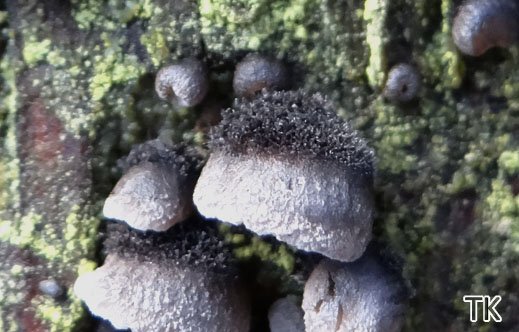 Resupinatus trichotis - Flaumiger Zwergseitling