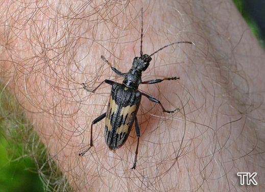 Rhagium bifasciatum