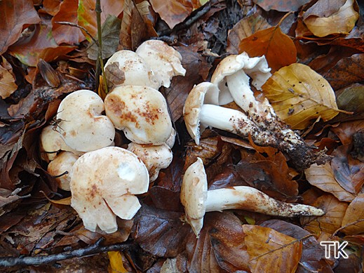 Rhodocollybia maculata - Gefleckter Rosasporrübling