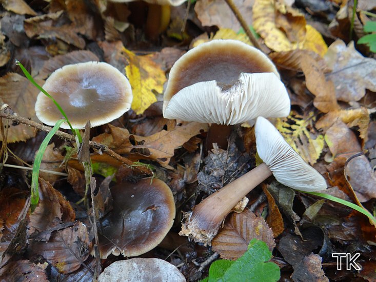 Kastanienbrauner Rübling (Rhodocollybia butyracea)
