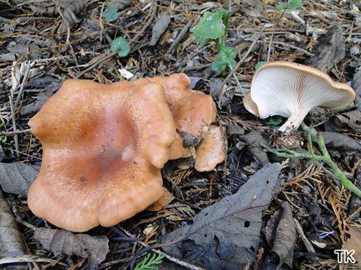 Rhodocybe gemina - Würziger Tellerling