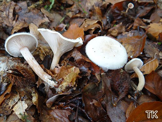 Ripartites tricholoma - Gemeiner Filzkrempling