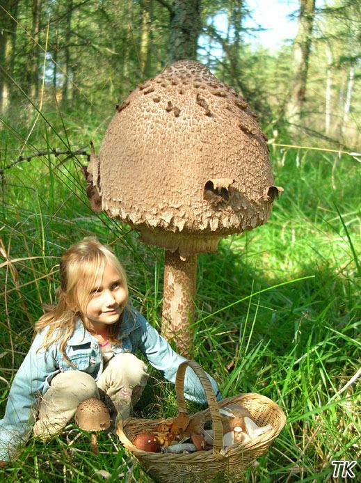 Macrolepiota procera - Parasol