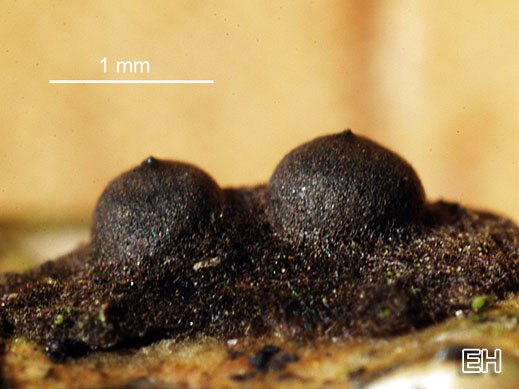 Rosellinia corticium
