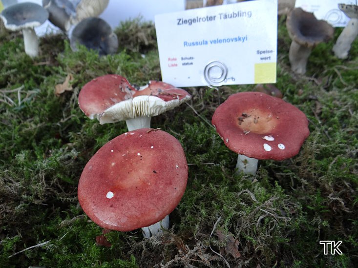 Ziegelroter Täubling (Russula velenovskyi)