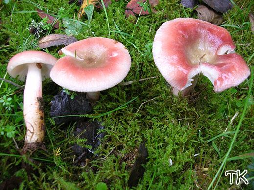Russula aquosa