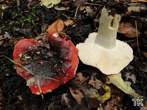 Russula atropurpurea - Purpurschwarzer Täubling