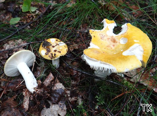 Russula claroflava - Gelber Graustieltäubling